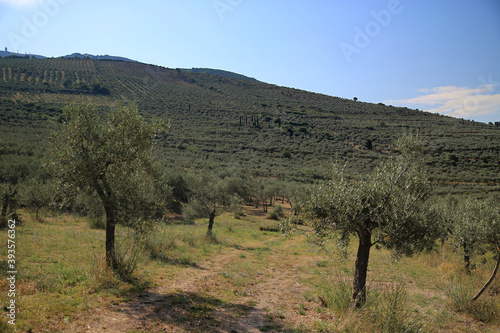 Olive trees in the countryside of Trevi  Italy