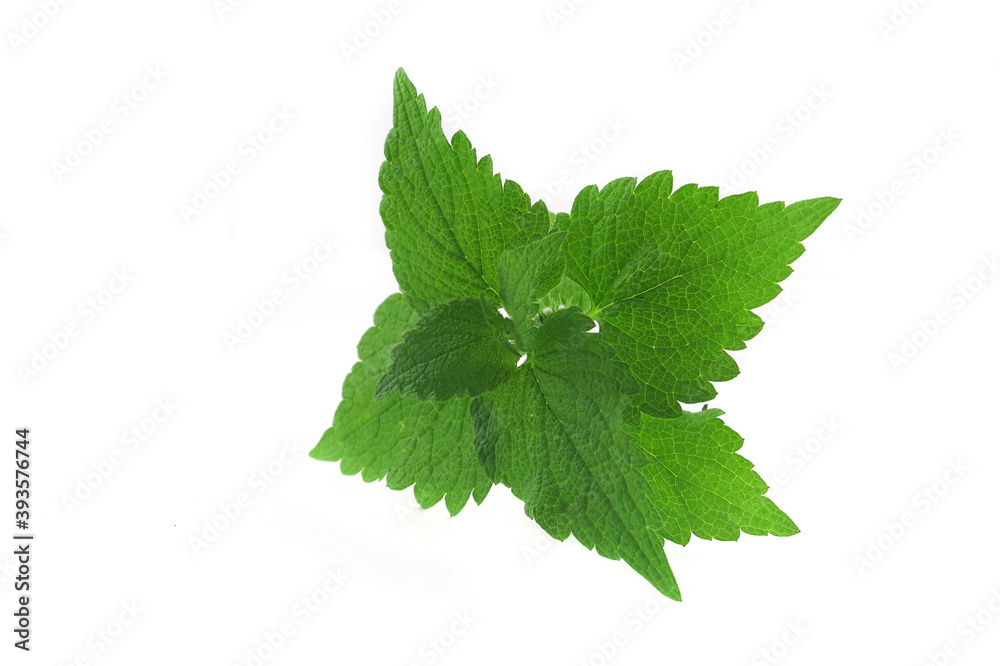 Bush with leaves of deaf nettle ( Deadnettle) on an isolated white background Bush with leaves of deaf nettle ( Deadnettle) on an isolated white background
