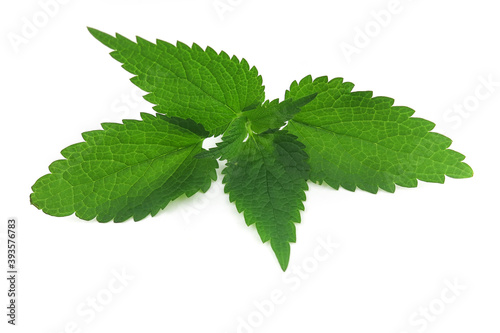 Green leaf on an isolated background