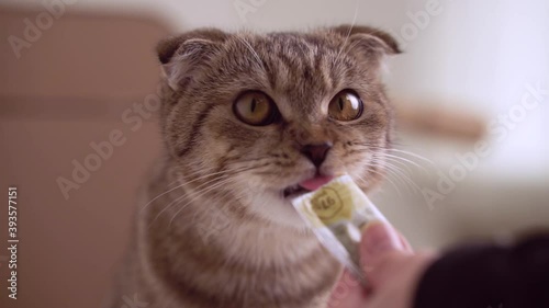 Cat eats liquid food licking the package.
