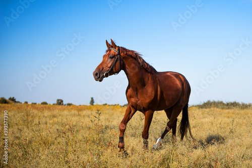 running horse in the field in sunny day with blue sky