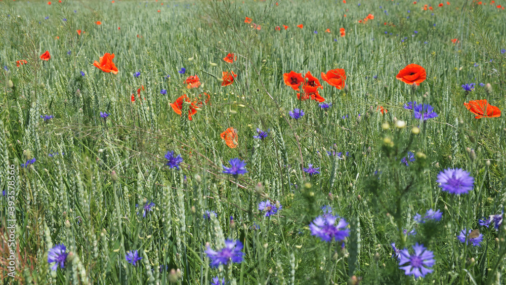 Fototapeta premium Red poppy among the field grasses in summer. Beautiful wildflowers. Untouched nature.