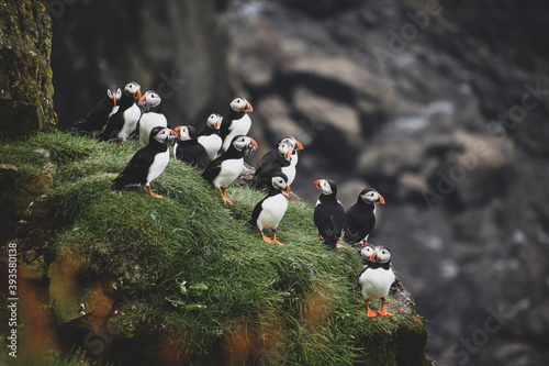 atlantic puffin or puffin