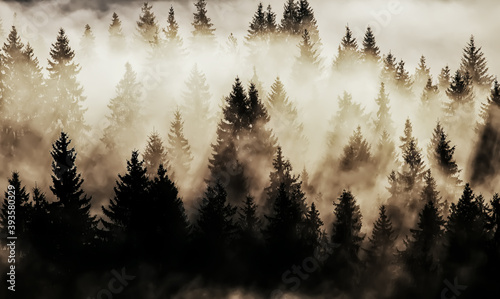 Dark silhouettes of fir trees in white mist. Vintage hipster style. Mystical fog and ate.