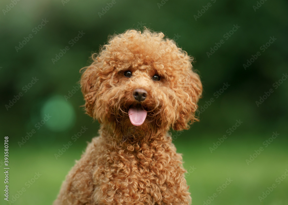 small chocolate poodle on the grass. Pet in nature. Cute dog like a toy small chocolate poodle on the grass. Pet in nature. Cute dog like a toy