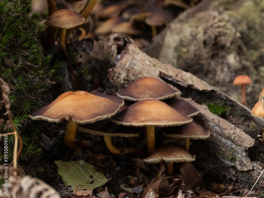 Fototapeta premium group of fungi in the forest during autum