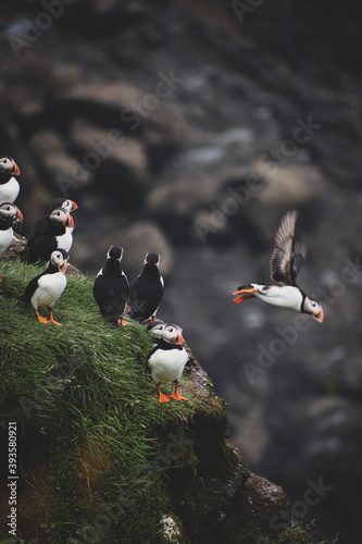 Puffins on the rocks