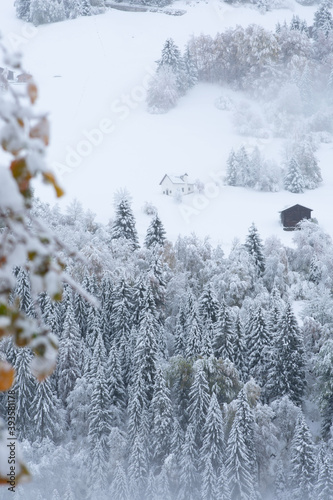 snow covered trees