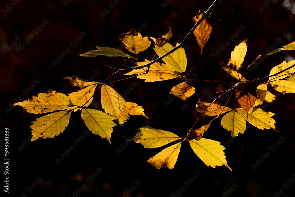 Obraz premium 晩秋の森の風景。黄葉した葉。 11月