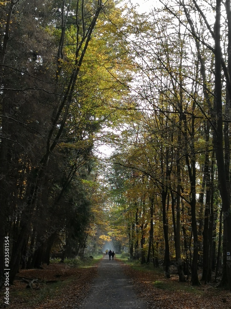 Fototapeta premium Waldspaziergang im Herbst