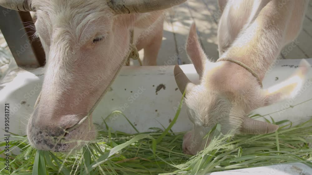 rare species Taro Buffalo or White Buffaro pink skin with beautiful horn, during eating (feed) natural hay  grass in nature farm in thailand