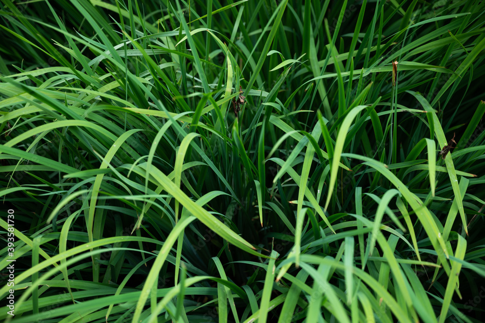 leaves of a green lily or garden lily