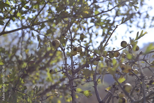 tree branch with lives and berries