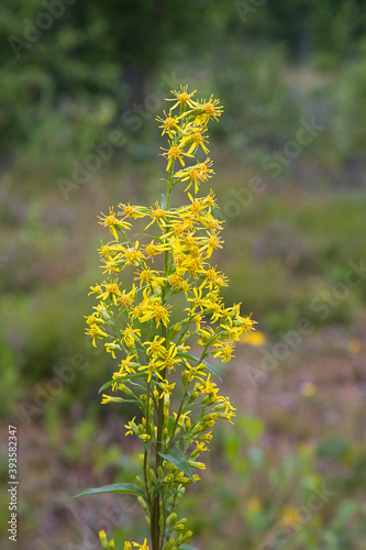 European goldenrod (Solidago virgaurea) flowering