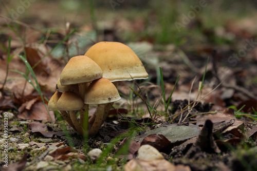 group of fungi in the forest during autum