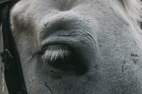  eye of a horse