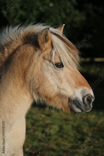 beautiful head portrait from a fjord hors on the paddock © Bianca