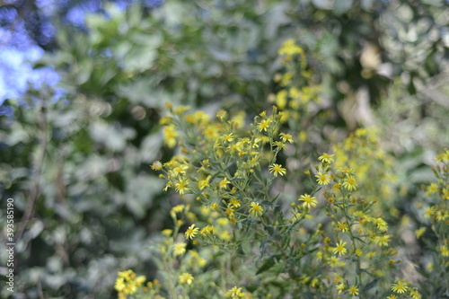 yellow wild garden field flowers 