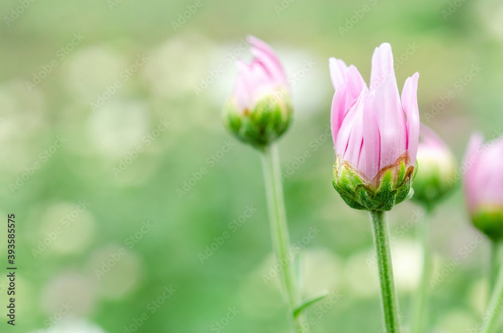 Pink chrysanthemum with blurred pattern background Pink chrysanthemum with blurred pattern background