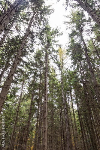 Wald mit lichtung als hoffnungsschimmer