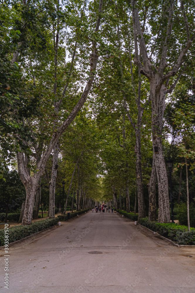 beautiful long tree line in Parque de Maria Luisa