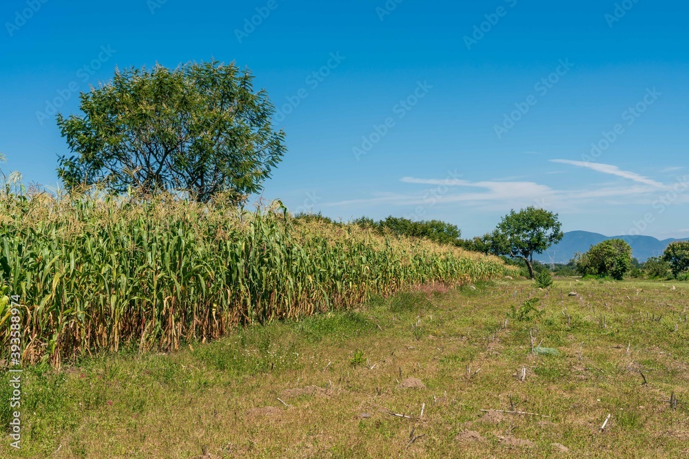 Obraz premium Natural green field with trees and pastures at summer sunny day