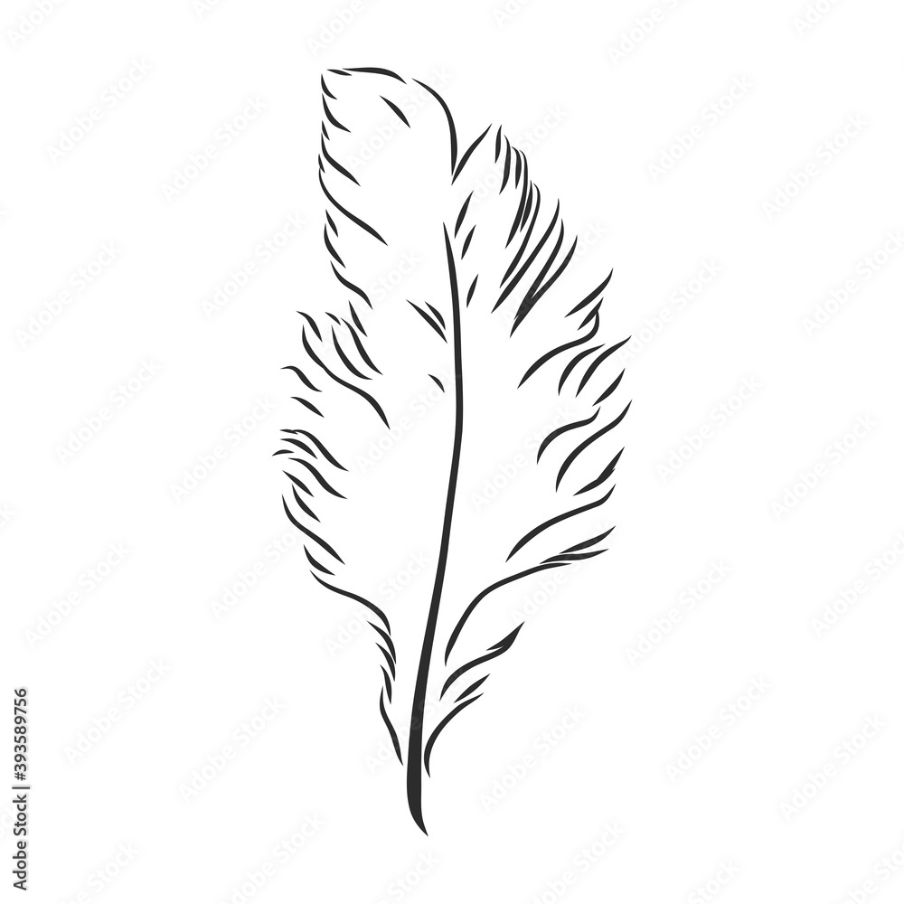 bird feathers. Hand drawn illustration converted to vector. Outline with transparent background, pen vector sketch illustration