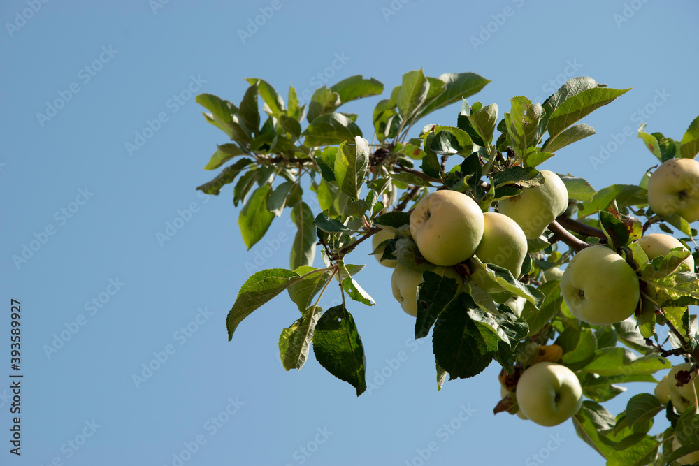 Apples on a tree branch, healthy and delicious fruit