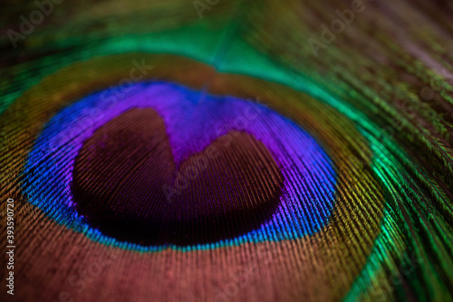Peacock feather close-up, macro photography. Saturated iridescent hues, spectacular holiday background abstract image.. © Ольга Холявина