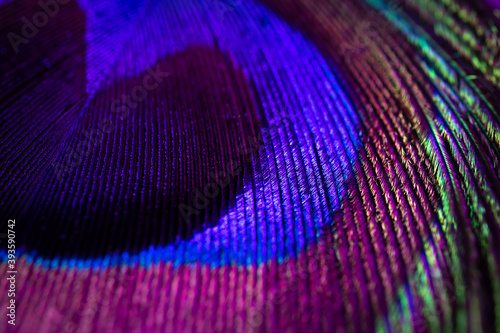 Peacock feather close-up, macro photography. Saturated iridescent hues, spectacular holiday background abstract image.. © Ольга Холявина