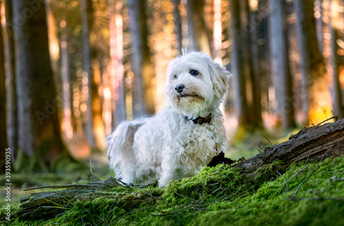 König der Hunde, Maltipoo süßer weißer Hund im Wald