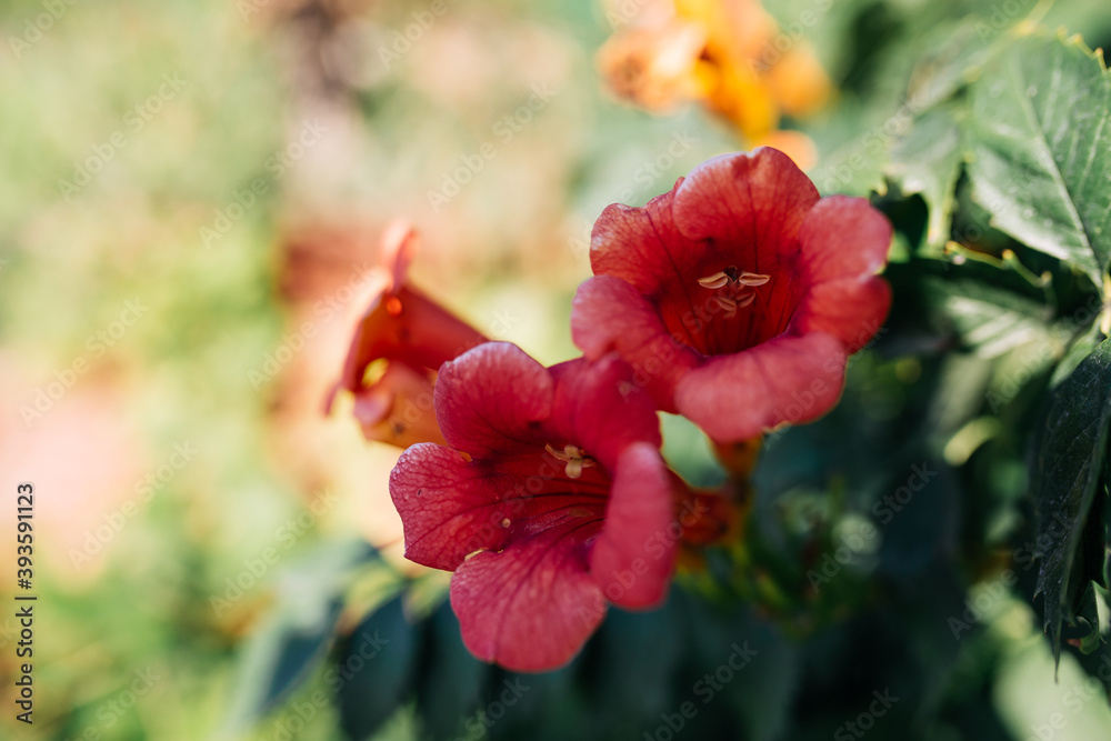 Close-up of Campsis rdicans and their deep red flowers, sun in the background