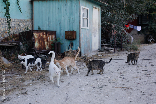 Kavarna, Bulgaria - September 05 2016: Seven cats in a fishing village in front of a turquoise, old hut