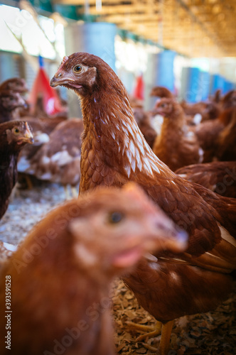 young chicken in organic chicken coop, happy hens without animal abuse