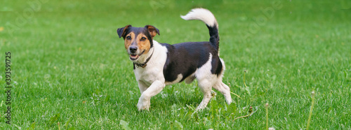 Jack Russell Terrier walking in the city park. Happy funny dog. Green lawn. Animals theme.