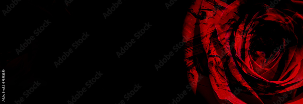 Red rose. Red rose isolated on a dark background. Red rose isolated on an abstract background. Red rose is isolated on a wooden background. Floral background. Flowers closeup. Wedding and valentine.