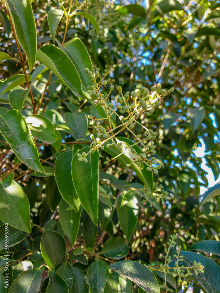 Fruits of unripe wild grapes on a background of large green leaves close-up. Fruits of unripe wild grapes on a background of large green leaves close-up.