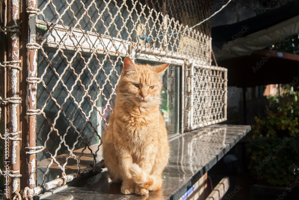 Obraz premium Red ginger tabby street cat closeup in sunny day