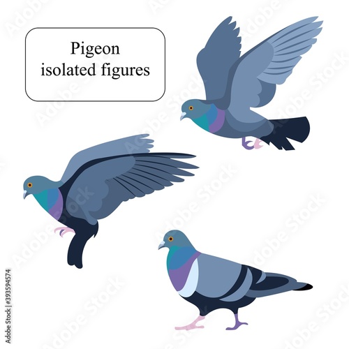 Isolated figures of a a going, flying and fluttering rock pigeon