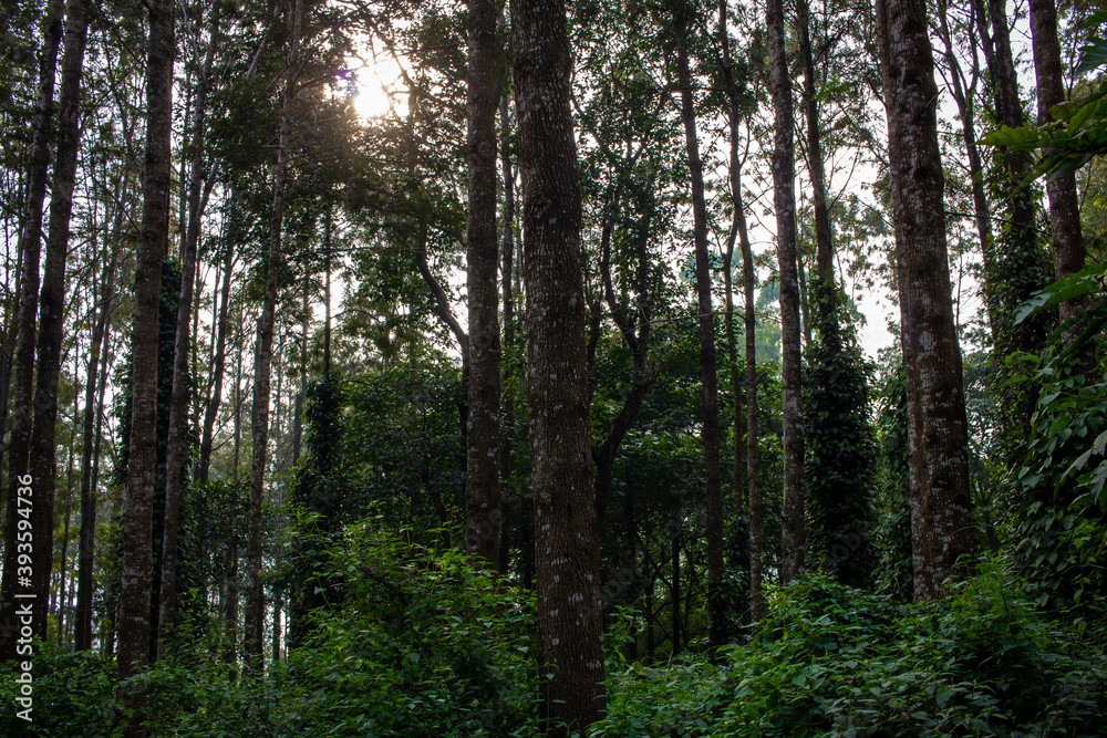 Scenic view of the trees providing shade to coffee plantations in Yercaud hill station, Tamil Nadu, India Scenic view of the trees providing shade to coffee plantations in Yercaud hill station, Tamil Nadu, India