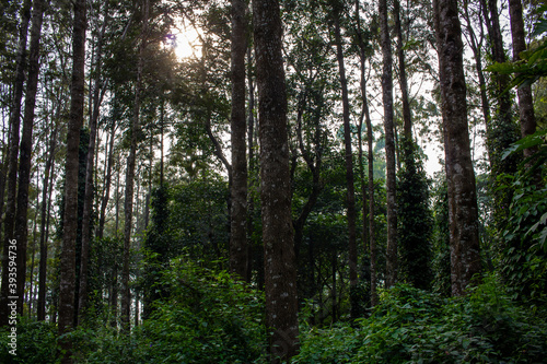 Scenic view of the trees providing shade to coffee plantations in Yercaud hill station, Tamil Nadu, India