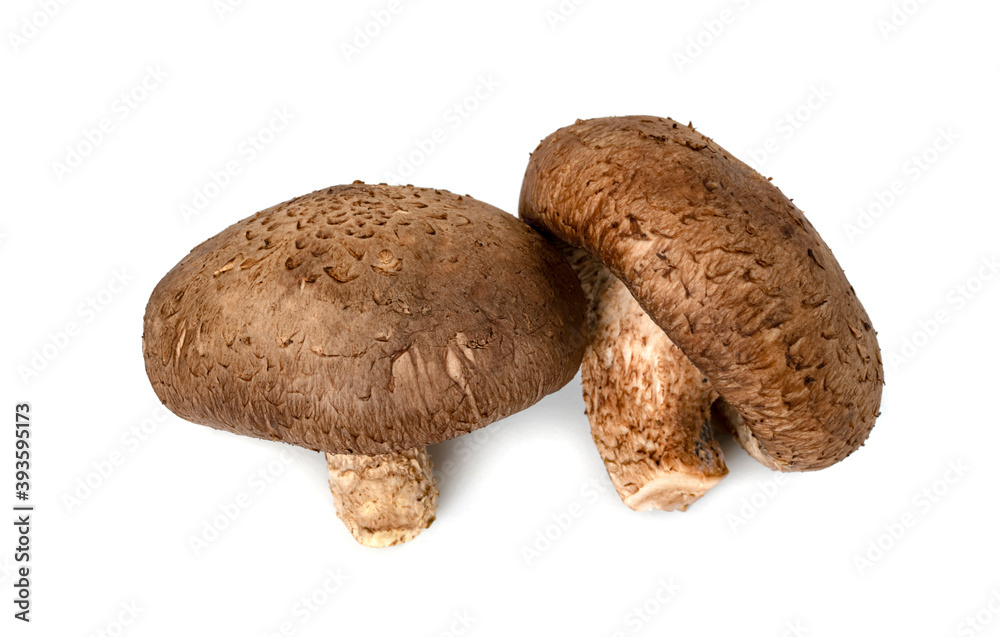 Shiitake Mushrooms isolated on white background
