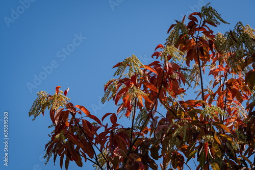 Sour tree (Oxydendrum arboreum) with red leaves and yellow seeds against a blue sky. Close-up. Beautiful rare plant of heather family. City Park Krasnodar or Galitsky Park. Sunny autumn day 2020. photo