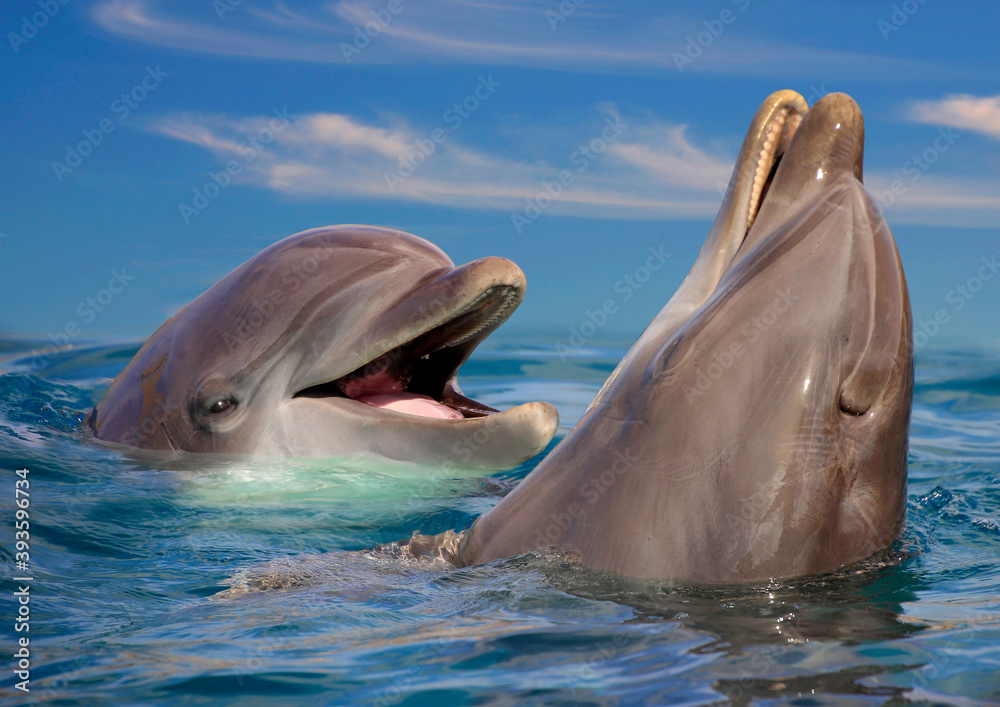Große Tümmler (Tursiops truncatus) zwei Delfine schauen aus Wasser