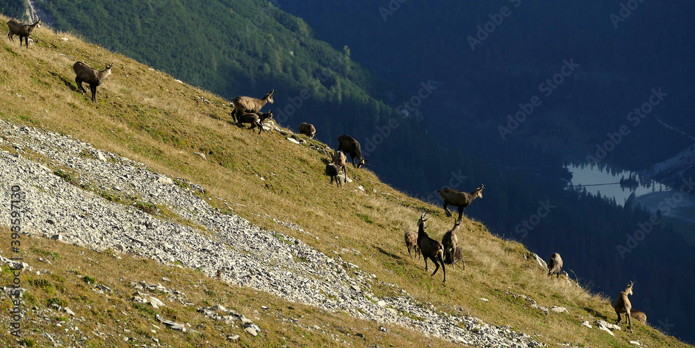 Herd of Chamois (Rupicapra rupicapra) in the Karwendel Mountains in Austria Herd of Chamois (Rupicapra rupicapra) in the Karwendel Mountains in Austria