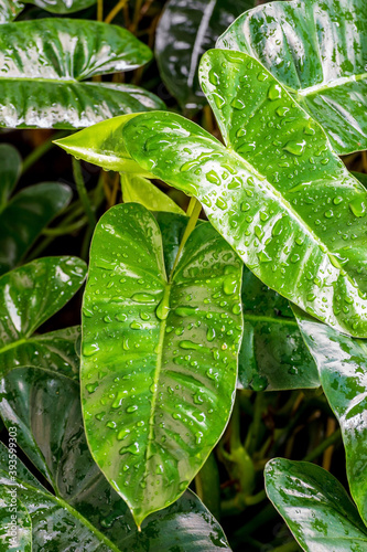 Philodendron beauty in garden