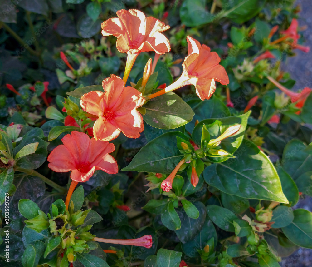 Tropical shrub with bright red flowers in the form of a star against a background of green, succulent leaves. Morning sun. Close-up. Tropical shrub with bright red flowers in the form of a star against a background of green, succulent leaves. Morning sun. Close-up.