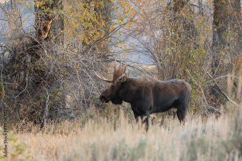 Bull Moose During the Rut in Wyoming in Autumn © natureguy