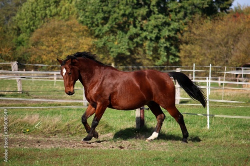 beautiful brown quarter horse is running on the paddock in the sunshine