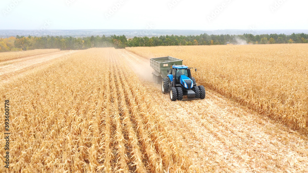 Obraz premium Aerial view of tractor with trailer transporting corn cargo along field during harvesting. Agricultural machine driving through farmland with grain in trailer. Beautiful rural landscape at background